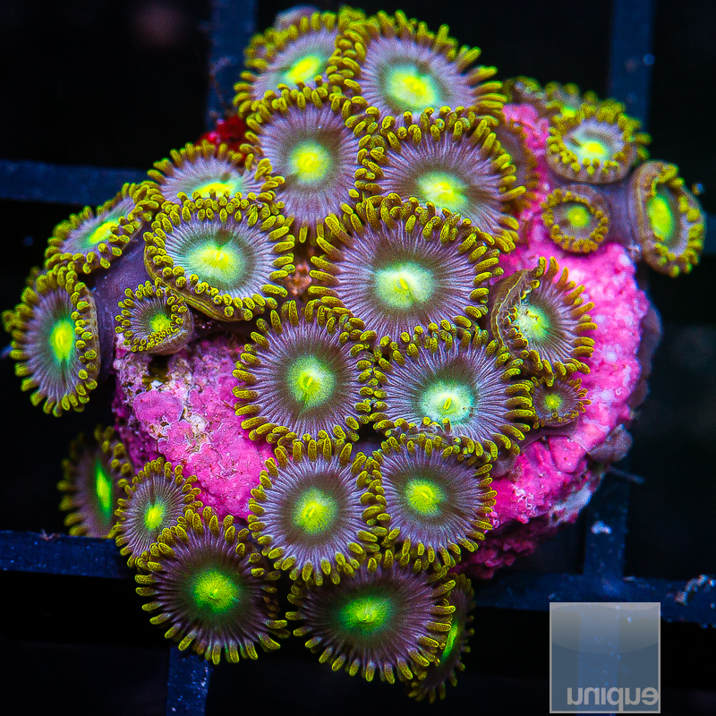 UC Cookie Monster Zoanthid Colony 229 80.JPG