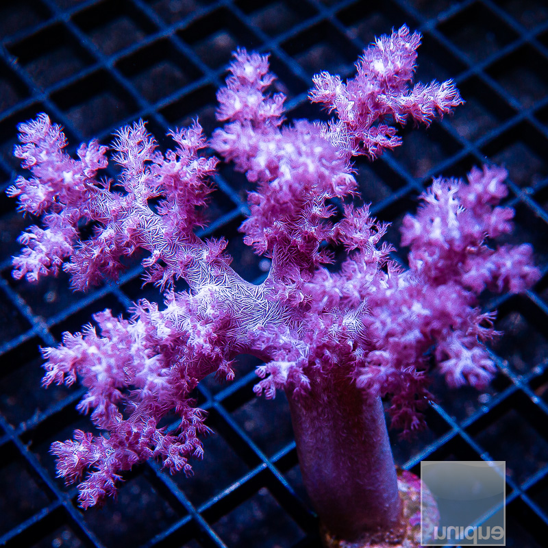 UC Koji Wada Pink Nepthea colony 199 149.JPG