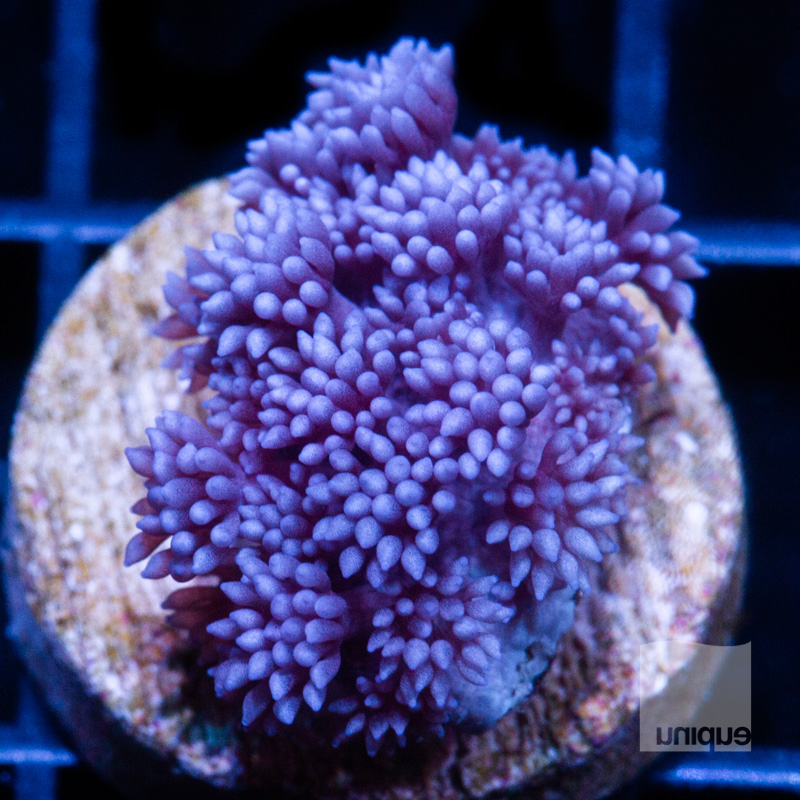 UC Metallic Purple Goniopora 59 36.jpg