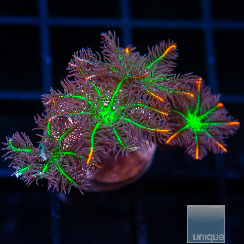 UC Papaya Clove Polyps 39 28.JPG
