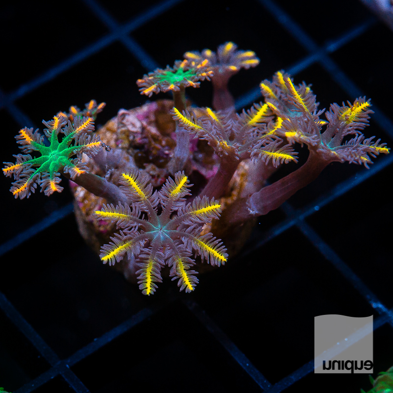 UC Papaya Clove Polyps 42 28.jpg