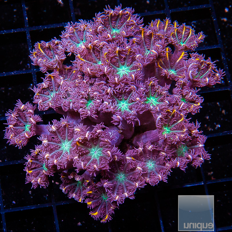 UC Papaya Clove Polyps 44 24.JPG