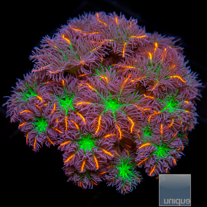 UC Papaya Clove Polyps 44 26.JPG