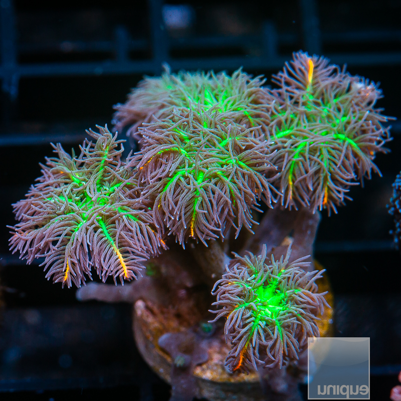 UC Papaya Clove Polyps 44 27 (1).JPG