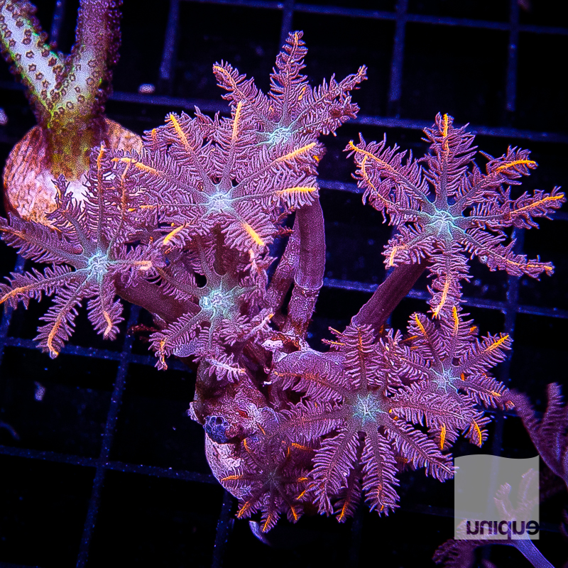 UC Papaya Clove Polyps 44 28.jpg