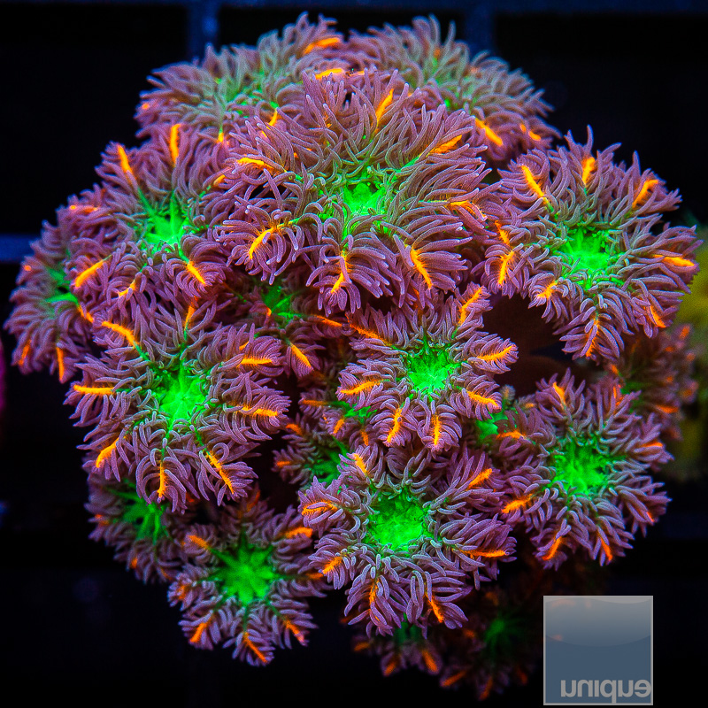 UC Papaya Clove Polyps 44 28.JPG