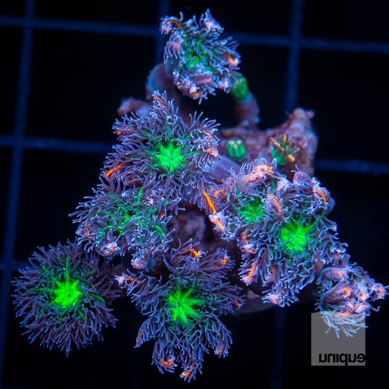 UC Papaya Clove Polyps 44 29.jpg