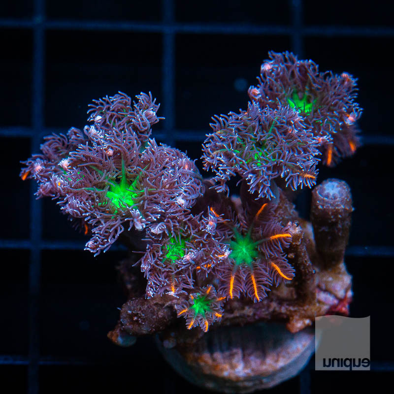 UC Papaya Clove Polyps 44 30.jpg