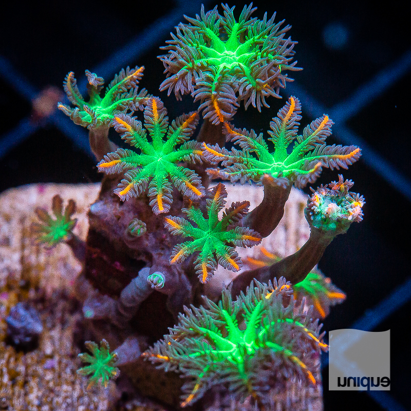 UC Papaya Clove Polyps 44 32.jpg