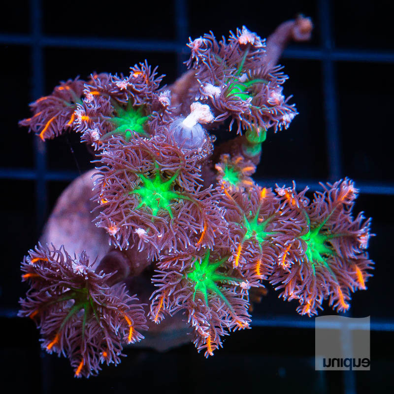 UC Papaya Clove Polyps 49 30.jpg