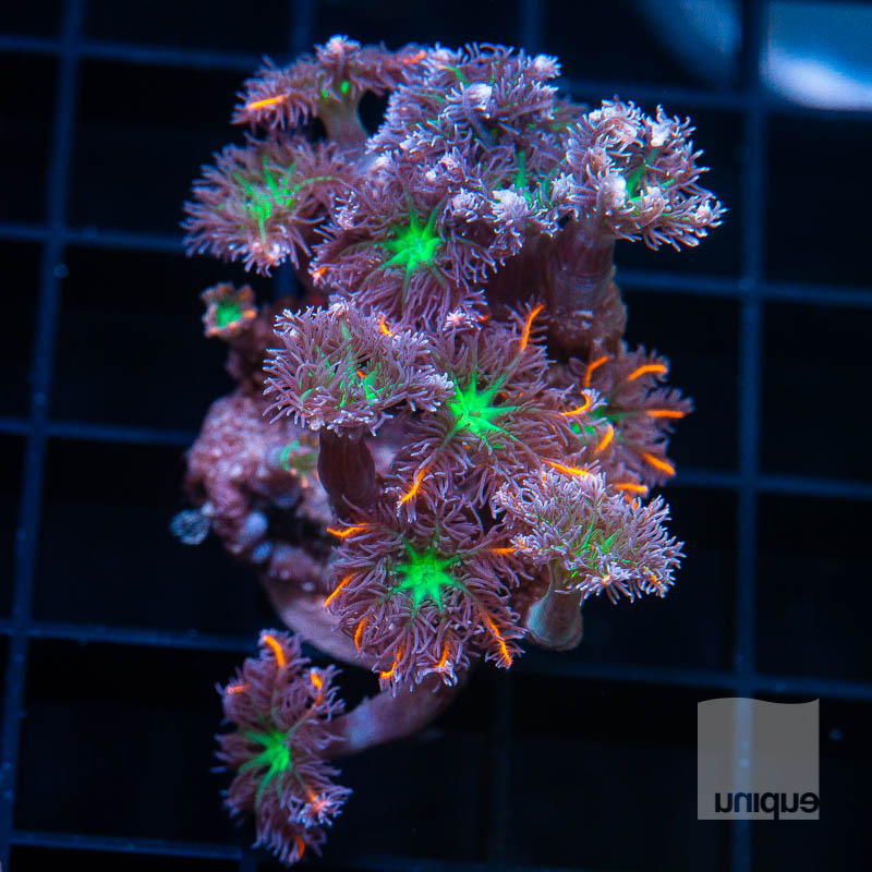 UC Papaya Clove Polyps 49 40.jpg