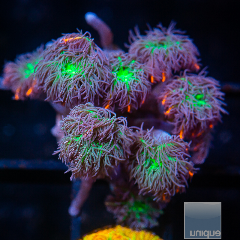 UC Papaya Clove Polyps 59 45.JPG