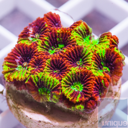 uc pineapple express favia 54 89.jpg