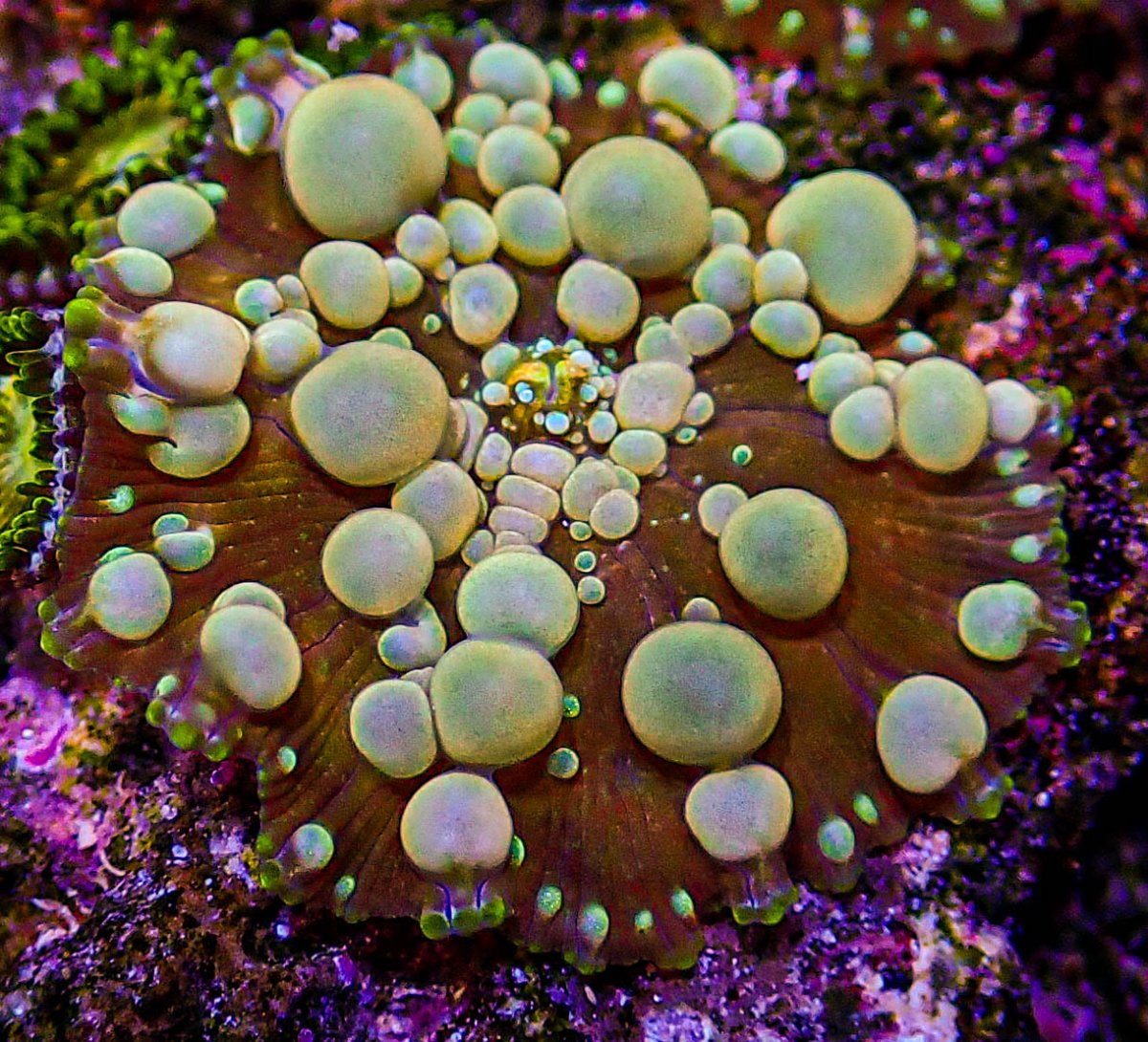 UC Poseidon Bounce Mushroom -215.JPG