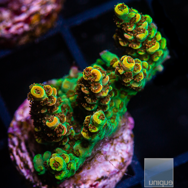 UC Rainbow Hyacinthus 199 116.JPG