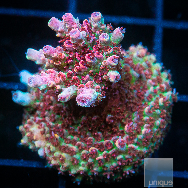 UC Rainbow Hyacinthus 199 118.JPG