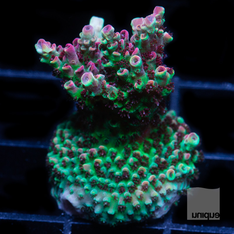 UC Rainbow Hyacinthus 199 133 (1).jpg