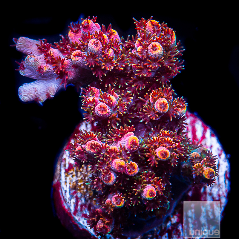 UC Rainbow Hyacinthus 199 158 (1).JPG