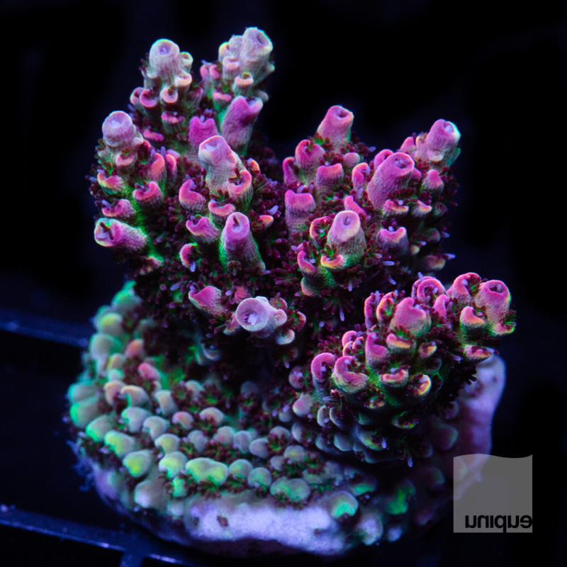 UC Rainbow Hyacinthus 199 158.jpg