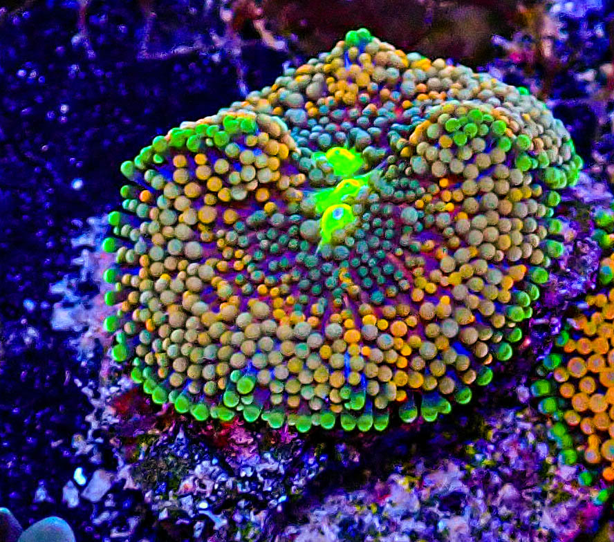 UC Rainbow Ricordia Mushroom -293.JPG