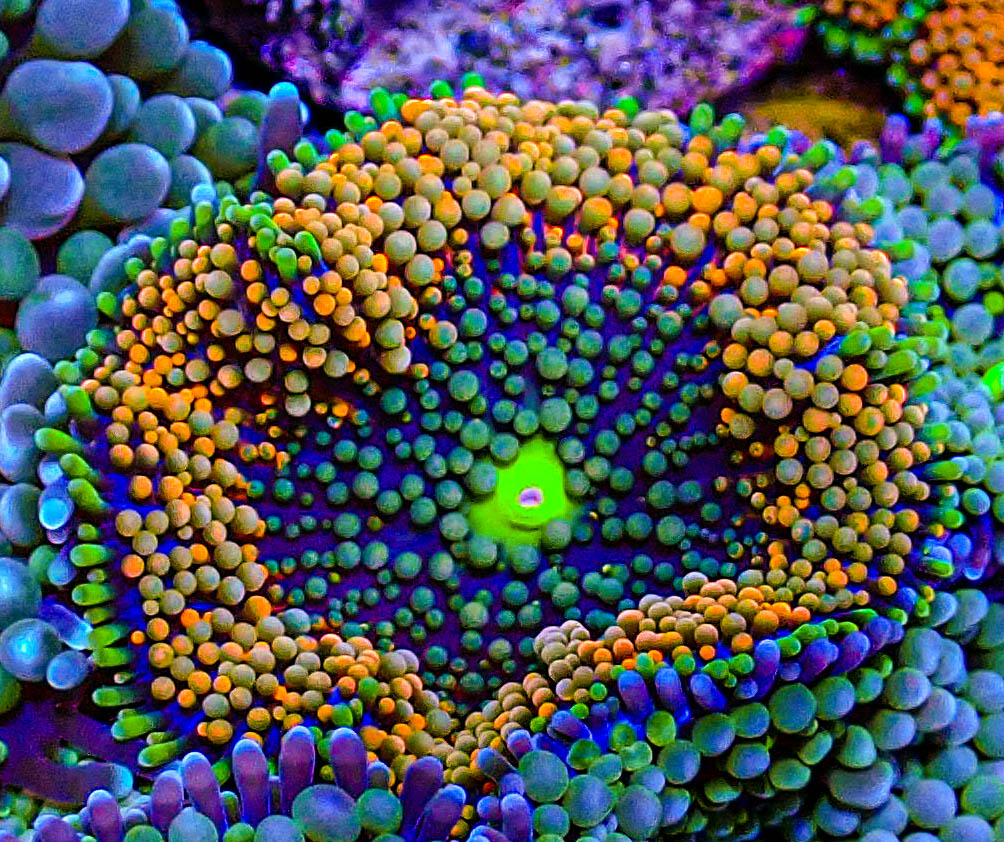 UC Rainbow Ricordia Mushroom -295.JPG