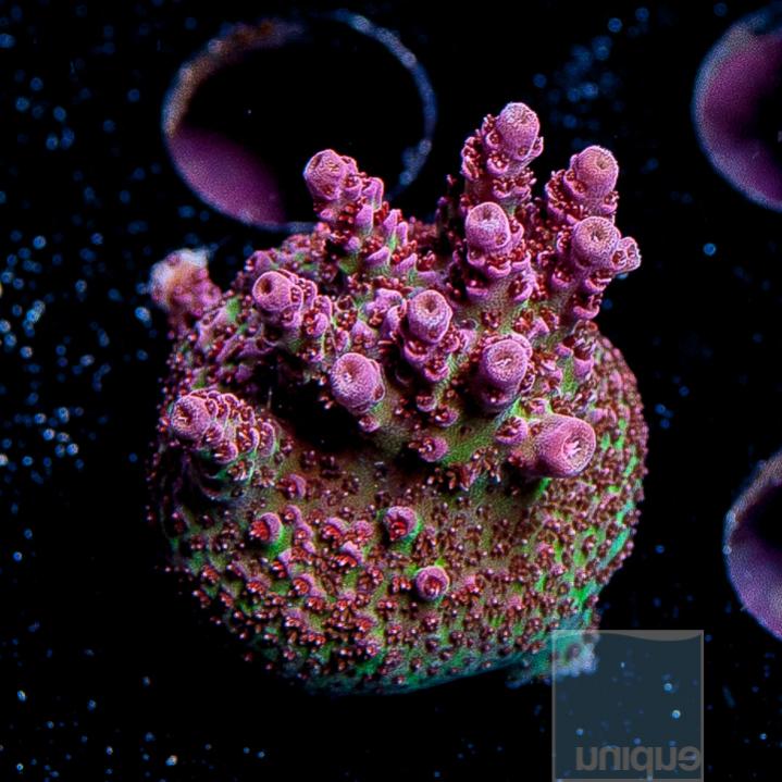 UC1andhalfinch-ORA-red-planet-growout-frag-88.jpg