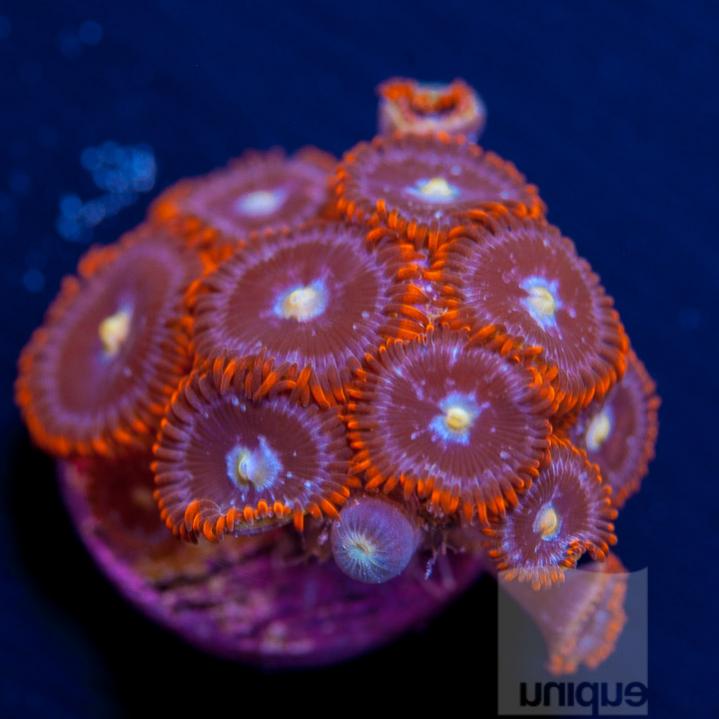 UC1andquarter-DR-fire-ice-zoas-42.jpg