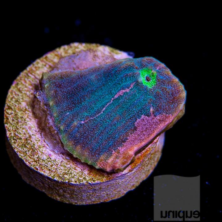 UC1inch-jekly-n-hyde-chalice-118-all-frags-have-both-colors-inventory-5.jpg