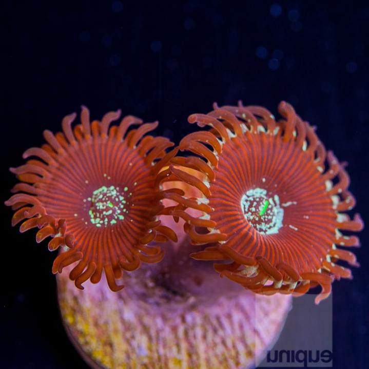 UC1inch-magician-palys-2-3polyps-18-inventory-3.jpg