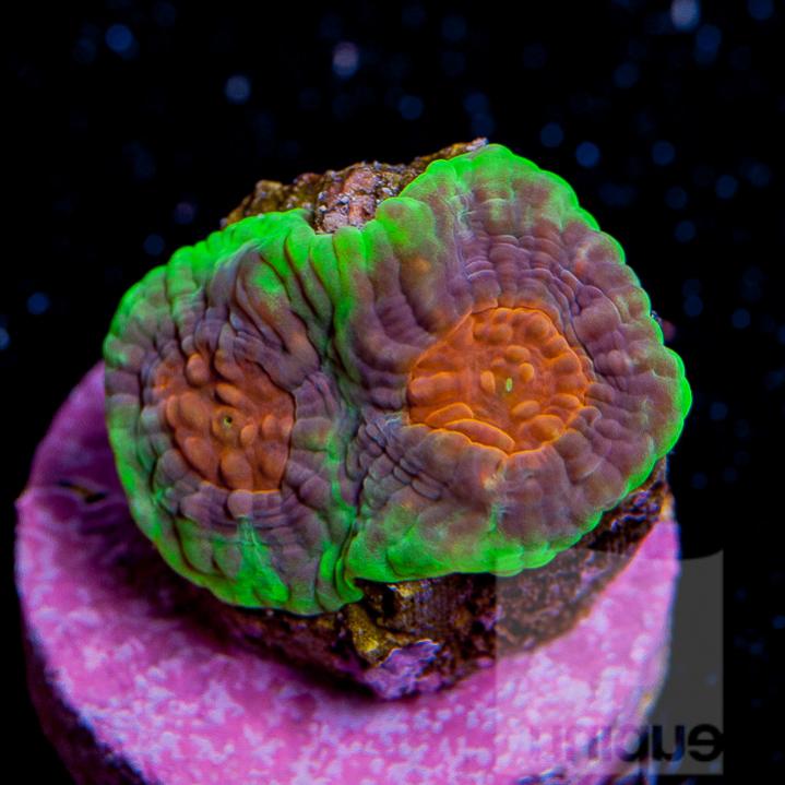 UC1inch-neon-rim-acan-echinata-28.jpg