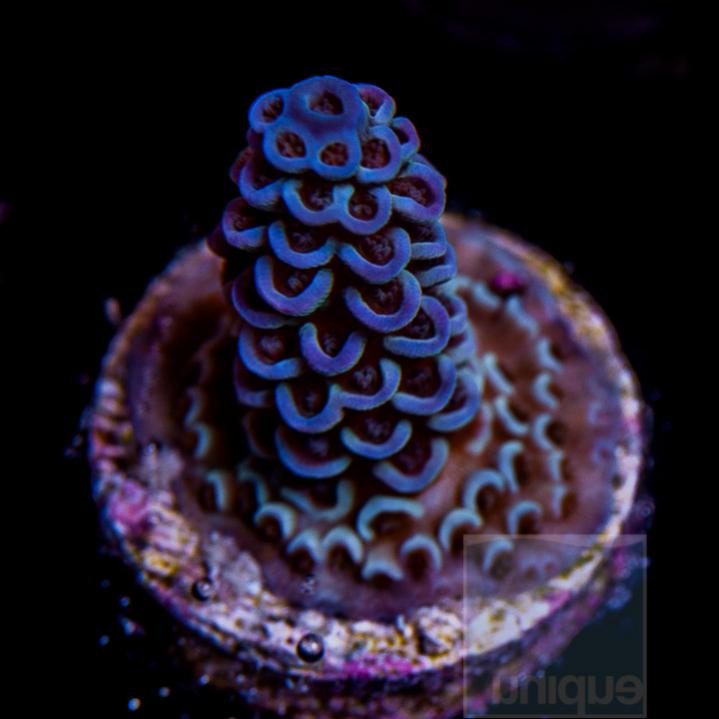 UC1inch-purple-rim-blue-tenuis-frag-42.jpg