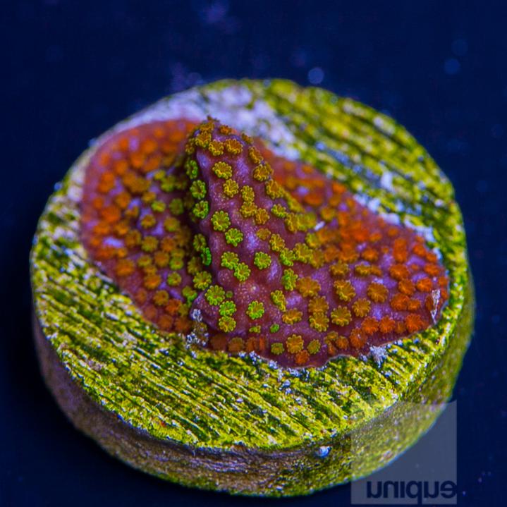 UC1inch-reef-gen-rainbow-monti-58.jpg