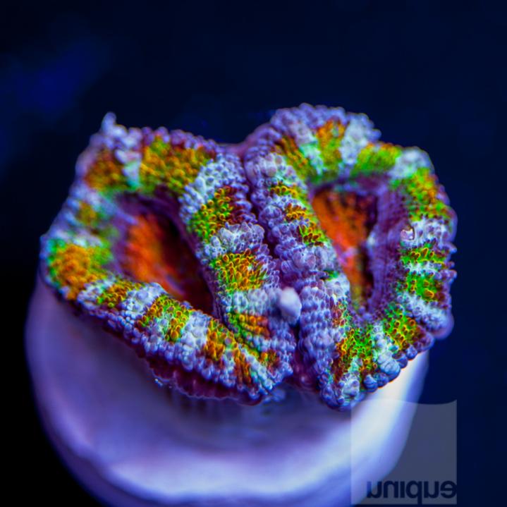 UC1inch-supreme-acan-two-polyp-frags-98-inventory-7.jpg