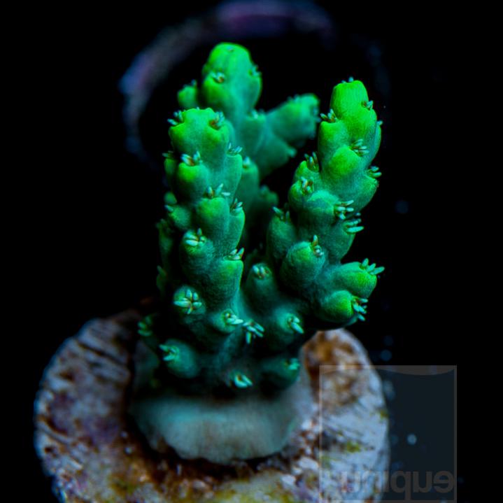UC1inch-uc-chesterfieldensis-neon-chesterfield-acro-frag-32-inventory-12.jpg