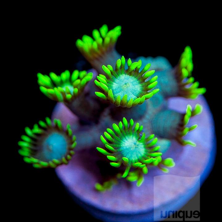 UC1inch-UC-green-goniopora-32.jpg
