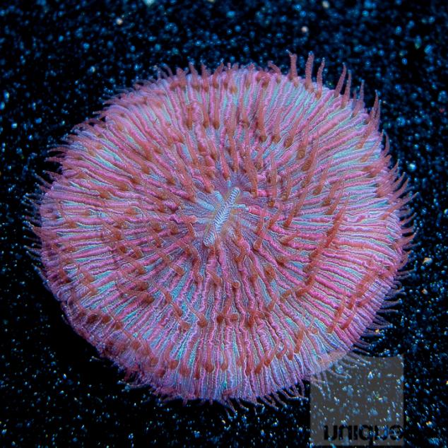 UC2andhalfinch-reddish-fungia-plate-198.jpg