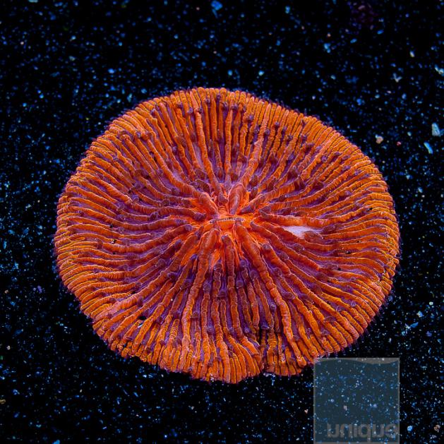 UC2inch-blueish-tentacle-orange-fungia-128.jpg