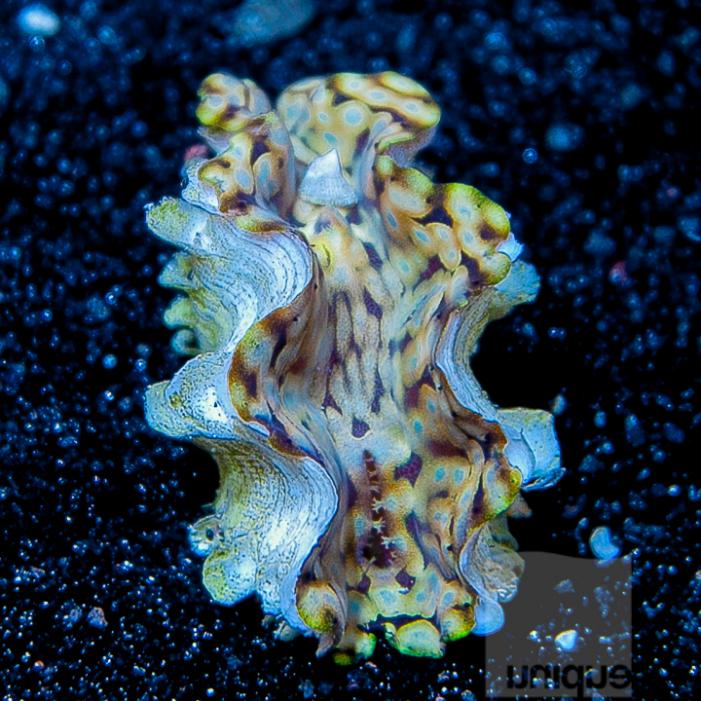 UC2inch-squamosa-clam-68.jpg