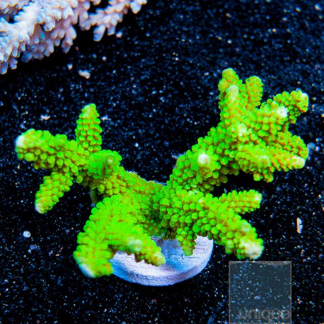 UC3andhalfinch-bali-mari-green-slimer-78.jpg