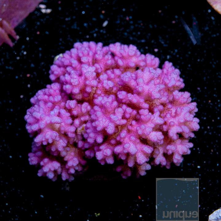 UC3inch-aussie-purple-pocillopora-88.jpg