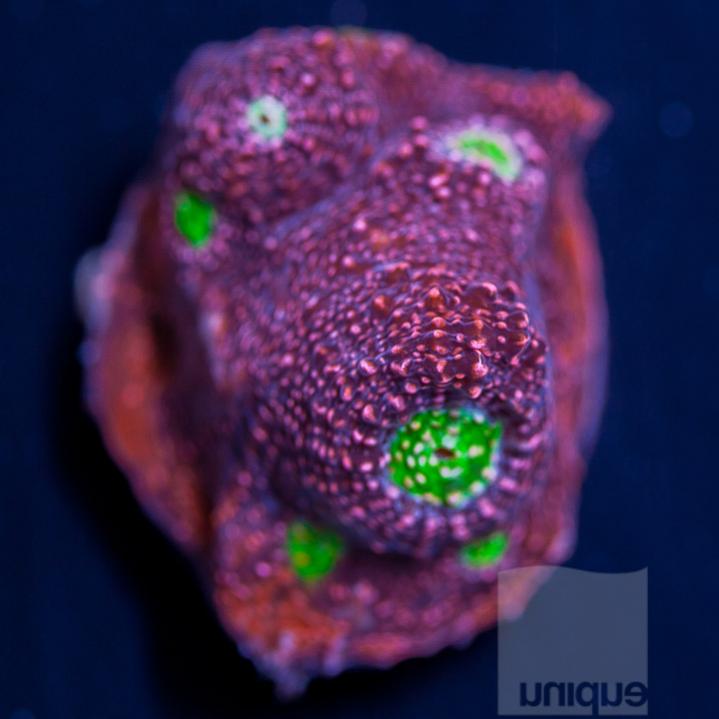 UC3quarterto1inch-uc-purple-bubble-gum-chalice-48-inventory-7.jpg