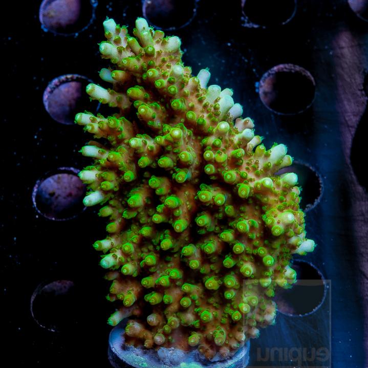 UC4inch-green-acro-efflo-bali-mari-colony-78.jpg