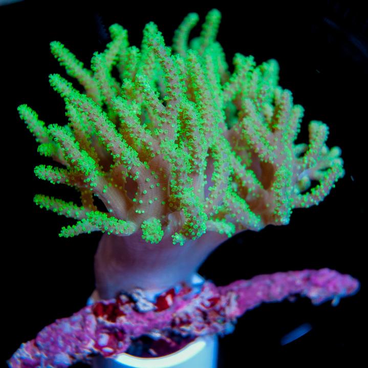 Softies- The Corals that move you…NEW CONTEST | REEF2REEF Saltwater