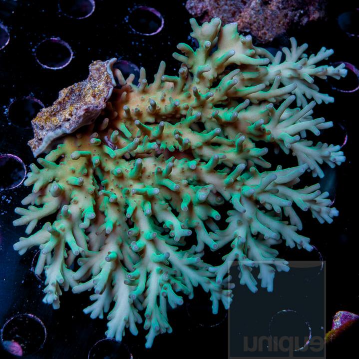 UC7inch-acropora-sp-bali-wild-deepwater-acro-perfect-colony-248.jpg