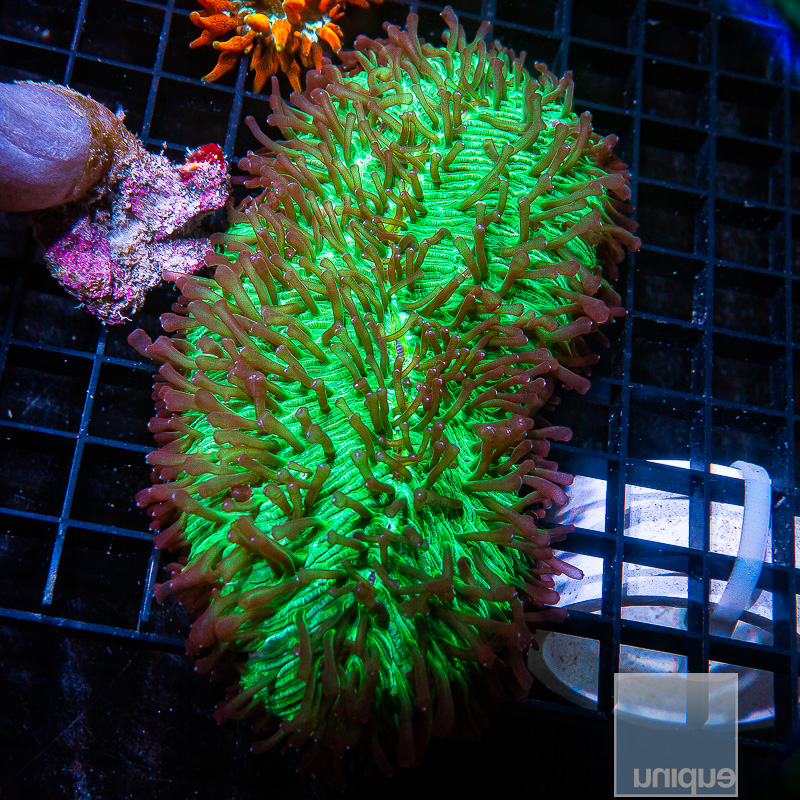 UCSI Tongue coral 199 150.JPG