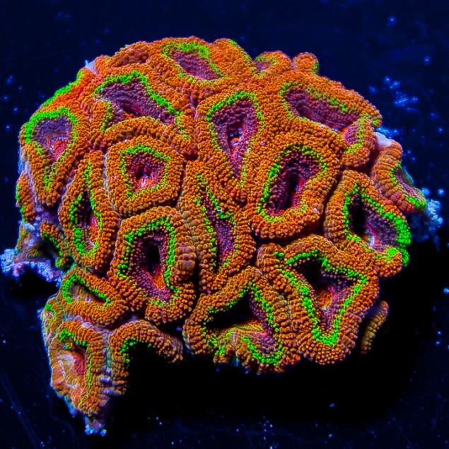 UCthe-uc-halo-acan-128-two-polyp-frag-inventory-2.jpg