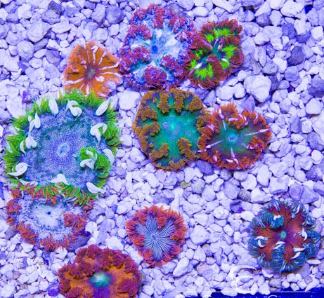 ultra-anemones.jpg