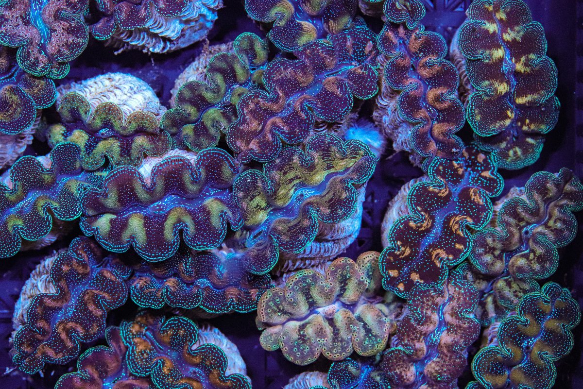 Purple shop maxima clam