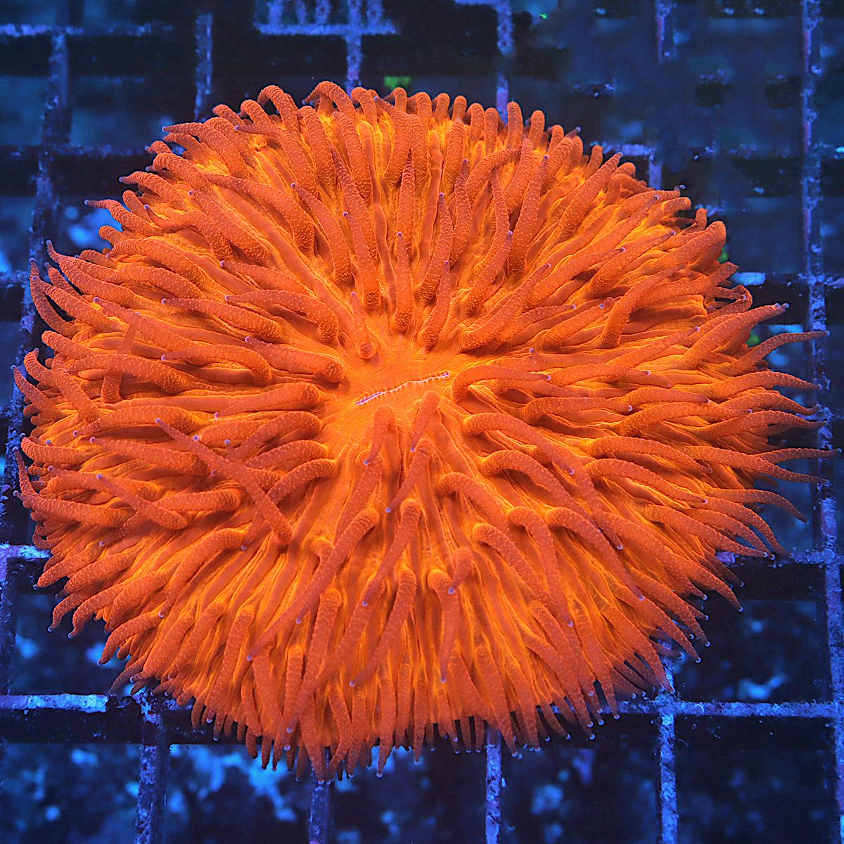 Ultra Orange Fungia Plate.jpg