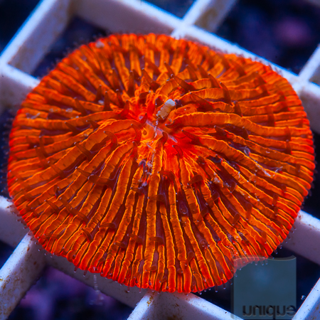 Ultra plate coral 99 159.jpg